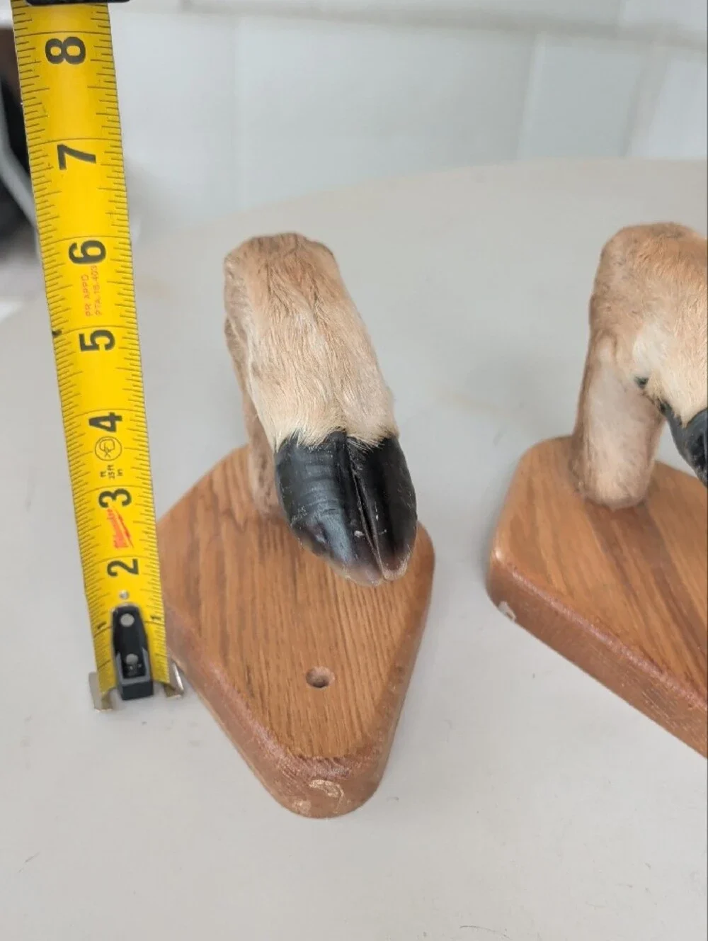 Taxidermy 2 Deer Hooves Wall Hooks Or Rack Brown & Black Office Man Cave